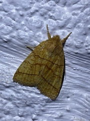 Pyreferra hesperidago