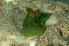 Tambja dracomus