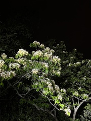 Crateva unilocularis