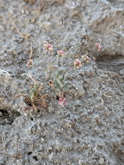 Eriogonum gracillimum