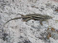 Sceloporus virgatus