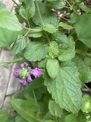Stachys drummondii