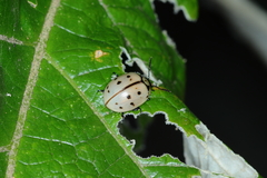 Platyphora fraterna