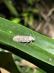 Thyrocopa