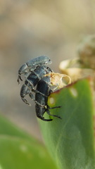 Mecinus janthiniformis