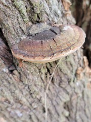 Fomitiporia hartigii