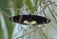 Euploea eichhorni