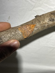 Scotorythra epixantha