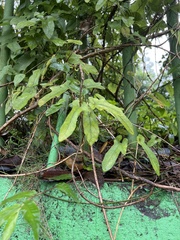 Aristolochia kaempferi