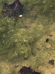 Enallagma geminatum