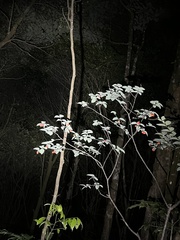 Wikstroemia nutans