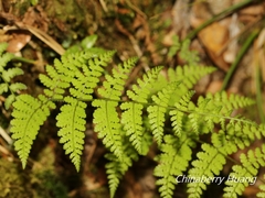 Acystopteris tenuisecta