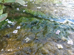 Veronica anagallis-aquatica