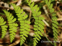 Acystopteris tenuisecta