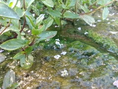 Veronica anagallis-aquatica
