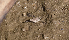 Paratettix mexicanus