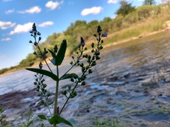 Veronica anagallis-aquatica