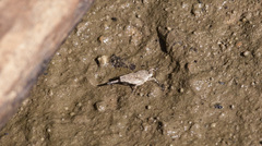 Paratettix mexicanus