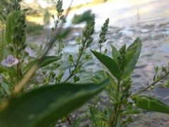 Veronica anagallis-aquatica