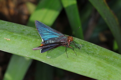 Thracides cleanthes