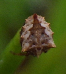 Acanthepeira