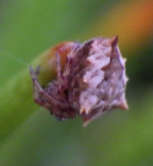 Acanthepeira