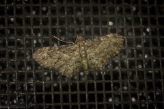 Chloroclystis mniochroa