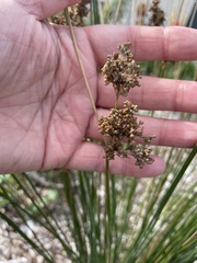 Juncus gregiflorus