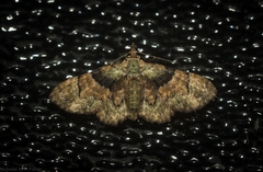 Gymnoscelis derogata