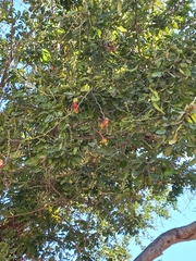 Pithecellobium dulce