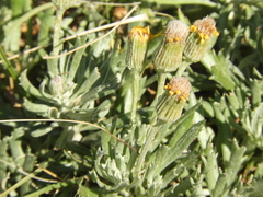 Senecio ceratophylloides