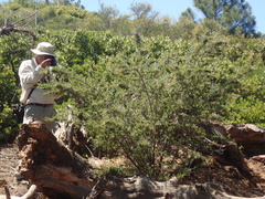 Ceanothus papillosus papillosus