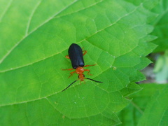 Neopyrochroa flabellata