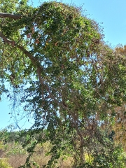 Pithecellobium dulce