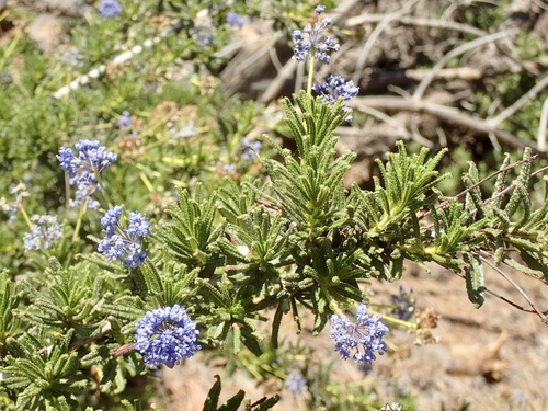 Wartleaf Ceanothus