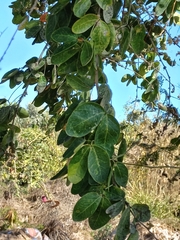 Pithecellobium dulce
