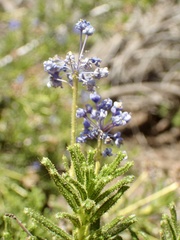 Ceanothus papillosus papillosus