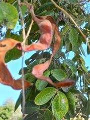 Pithecellobium dulce