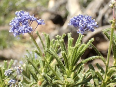 Ceanothus papillosus papillosus