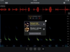 Parastrellus hesperus