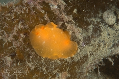 Doriopsilla aurea