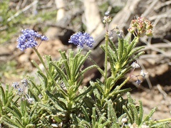 Ceanothus papillosus papillosus