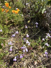 Collinsia multicolor