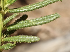 Ceanothus papillosus papillosus