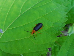 Neopyrochroa flabellata