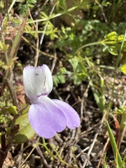 Collinsia multicolor