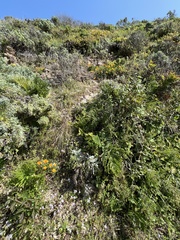 Collinsia multicolor