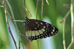 Euploea eichhorni