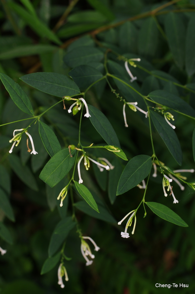 Wikstroemia mononectaria