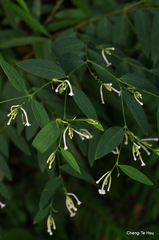 Wikstroemia mononectaria